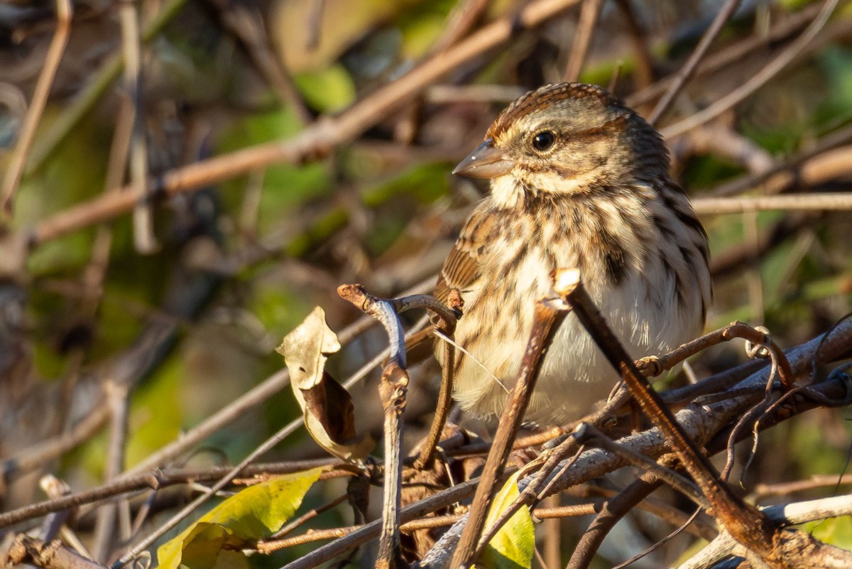 Song Sparrow - ML646005294