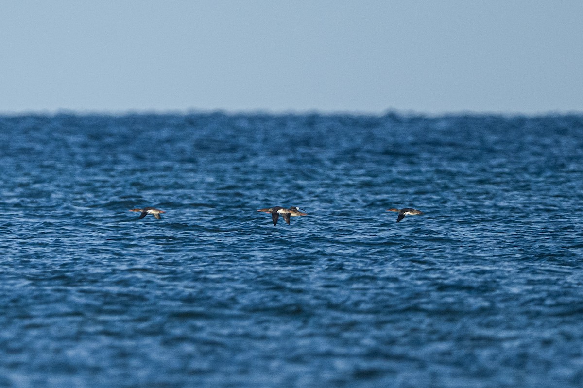 Red-breasted Merganser - ML646005295
