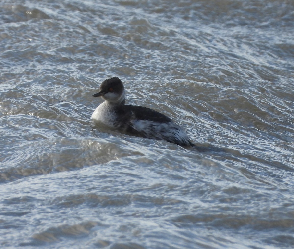 Eared Grebe - ML646005301