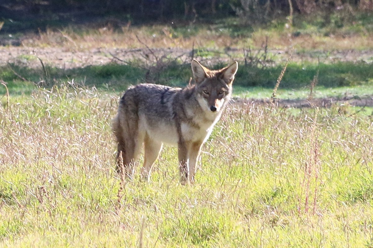 Animals - ML646005303