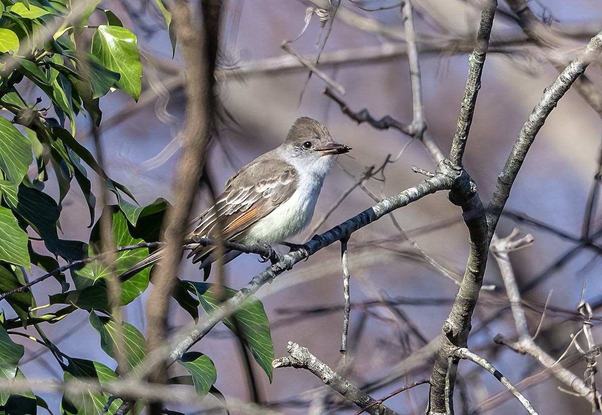 Ash-throated Flycatcher - ML646005305