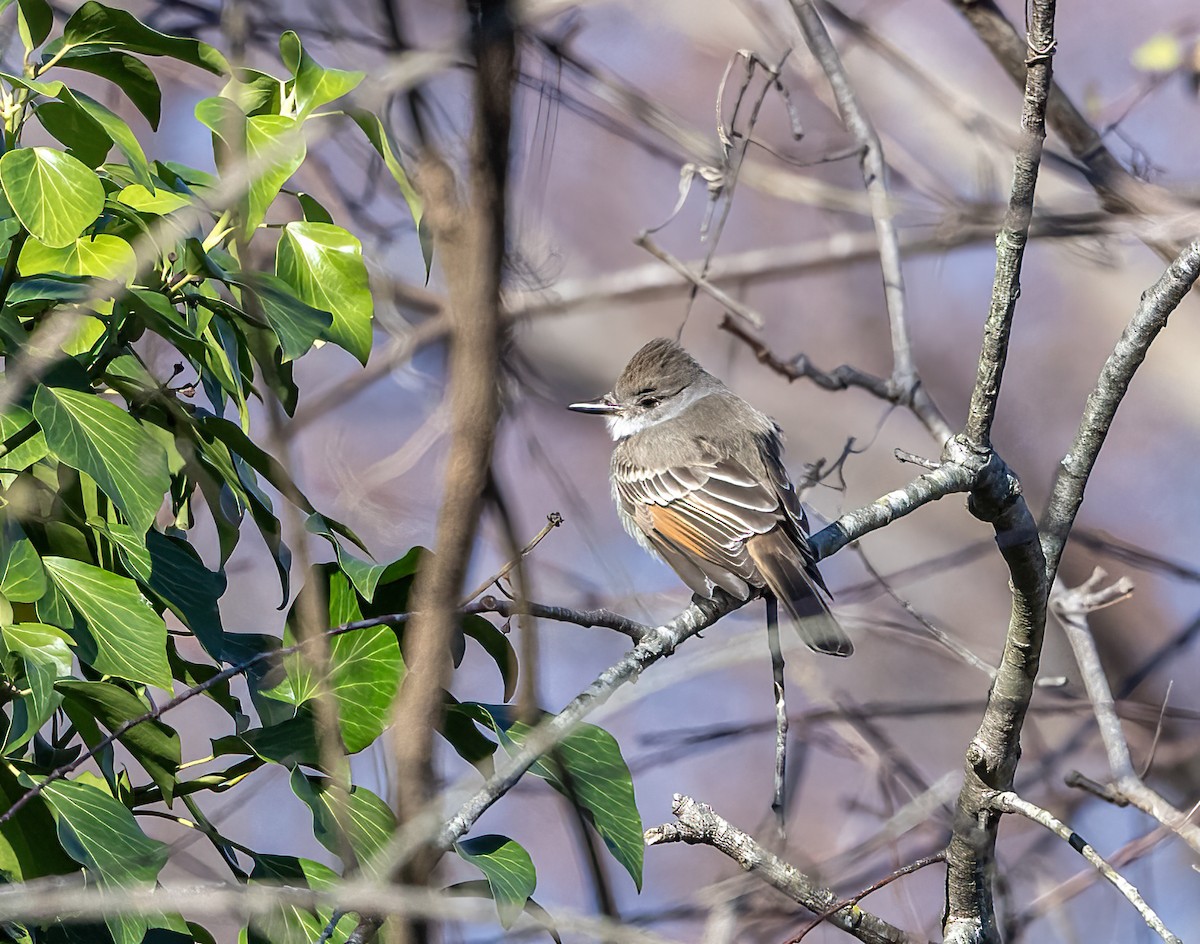 Ash-throated Flycatcher - ML646005306