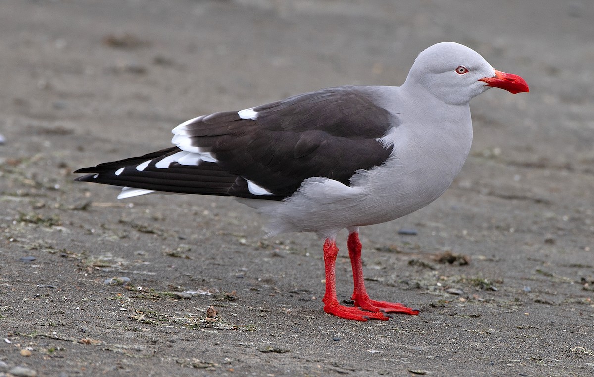 Dolphin Gull - ML646005307