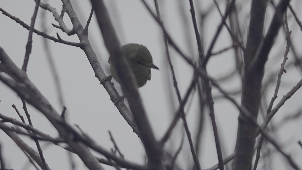 White-eyed Vireo - ML646005308