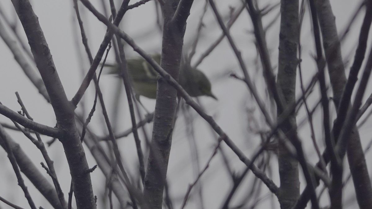 White-eyed Vireo - ML646005319