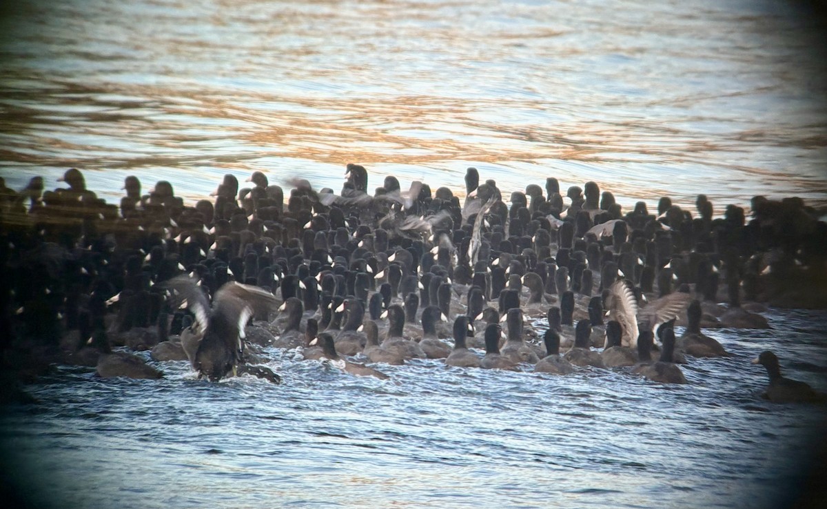 American Coot - ML646005332