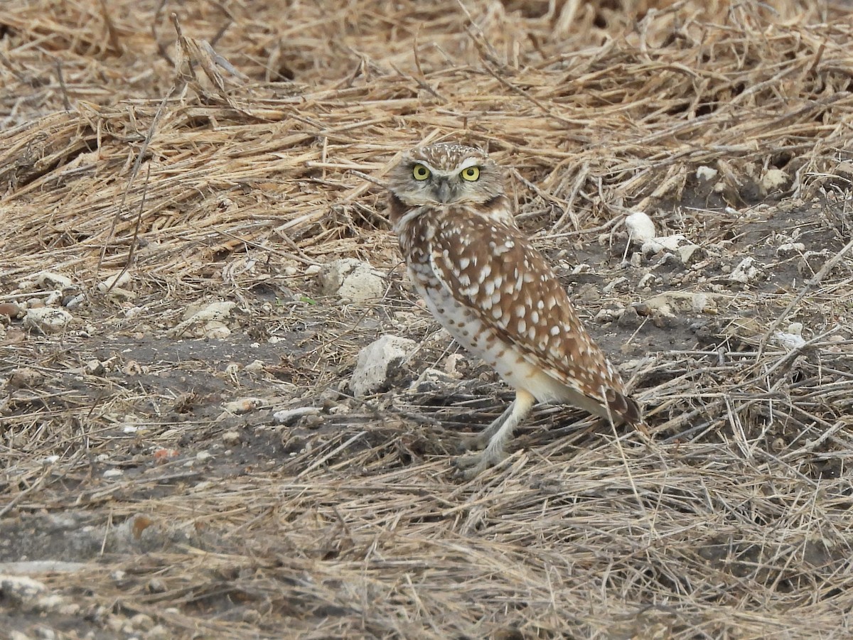 Burrowing Owl (Western) - ML646005333