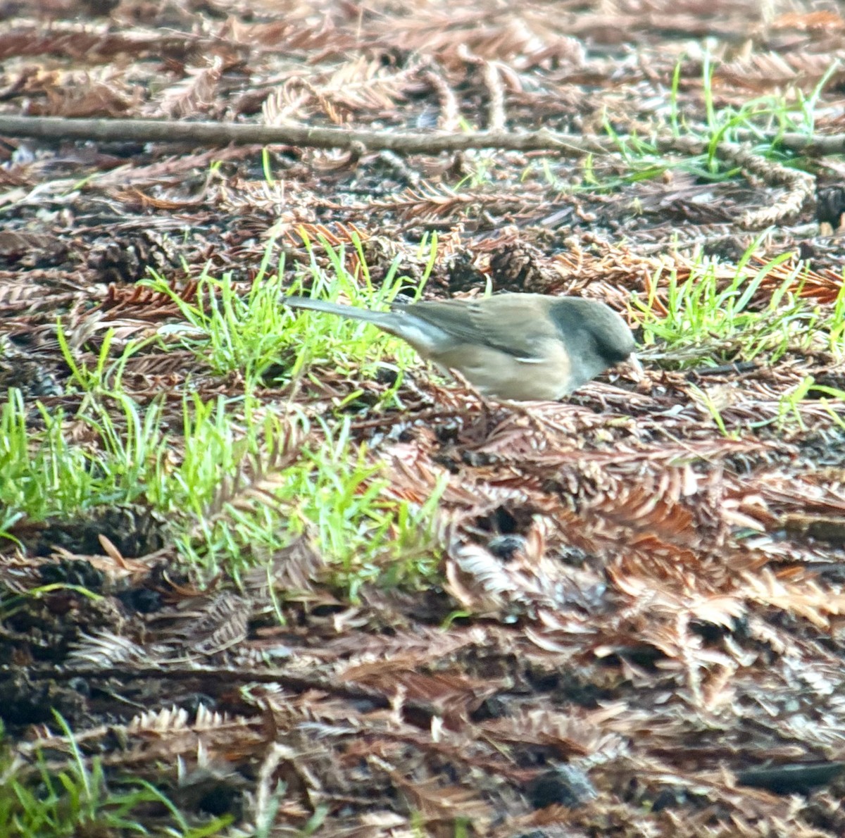 Dark-eyed Junco (Oregon) - ML646005354