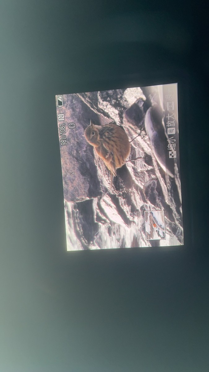 Txirta amerikarra - ML646005357