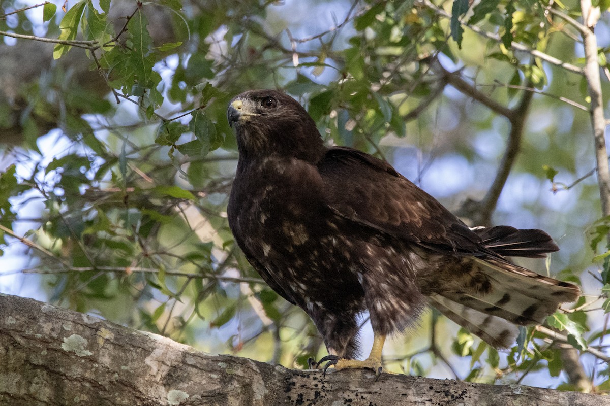 eBird Checklist - 28 Nov 2025 - Royal Palm Beach Blvd, Royal Palm Beach ...
