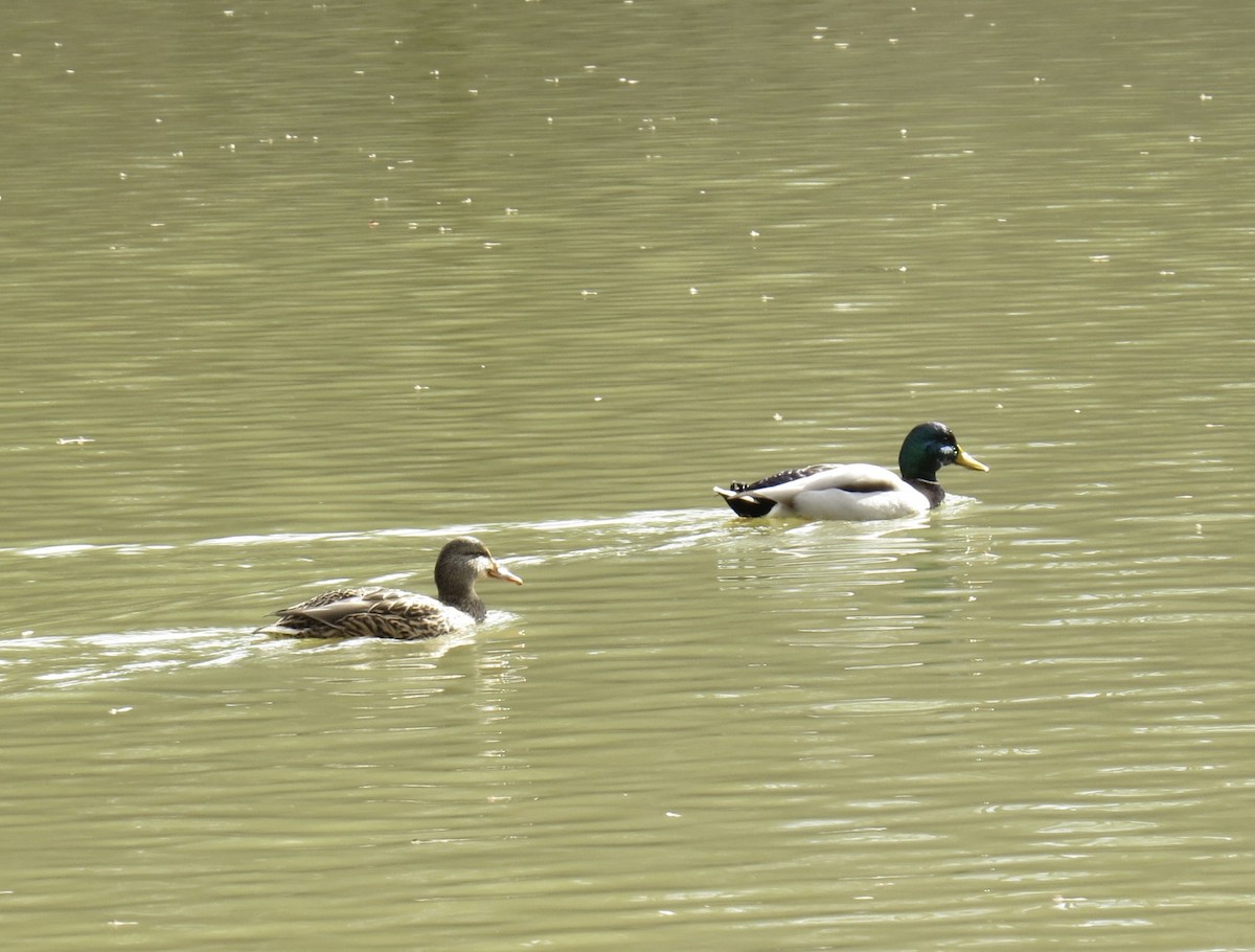 Mallard - ML646005368