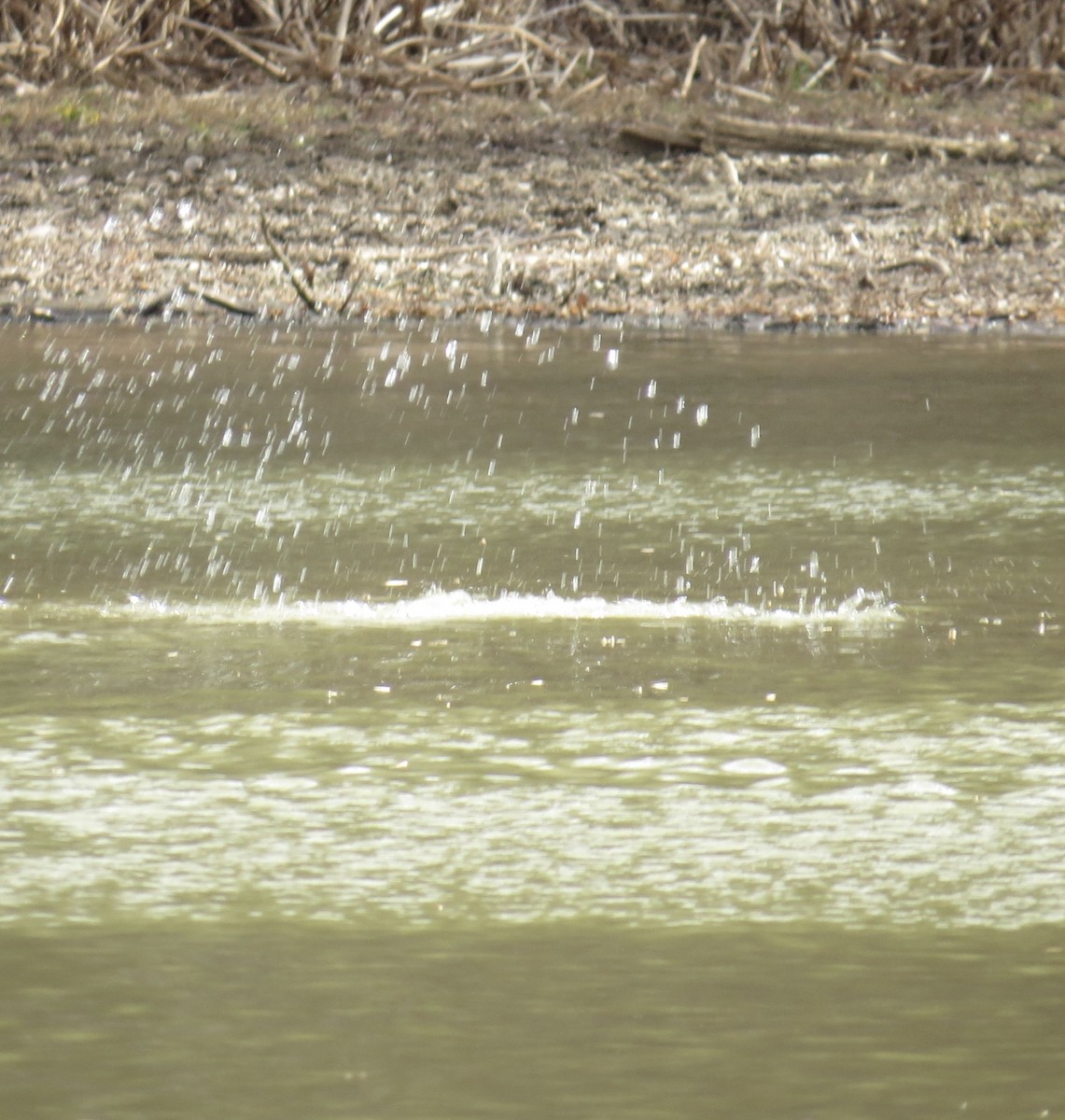 Mallard - ML646005370