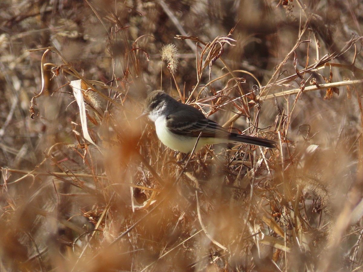 Ash-throated Flycatcher - ML646005373