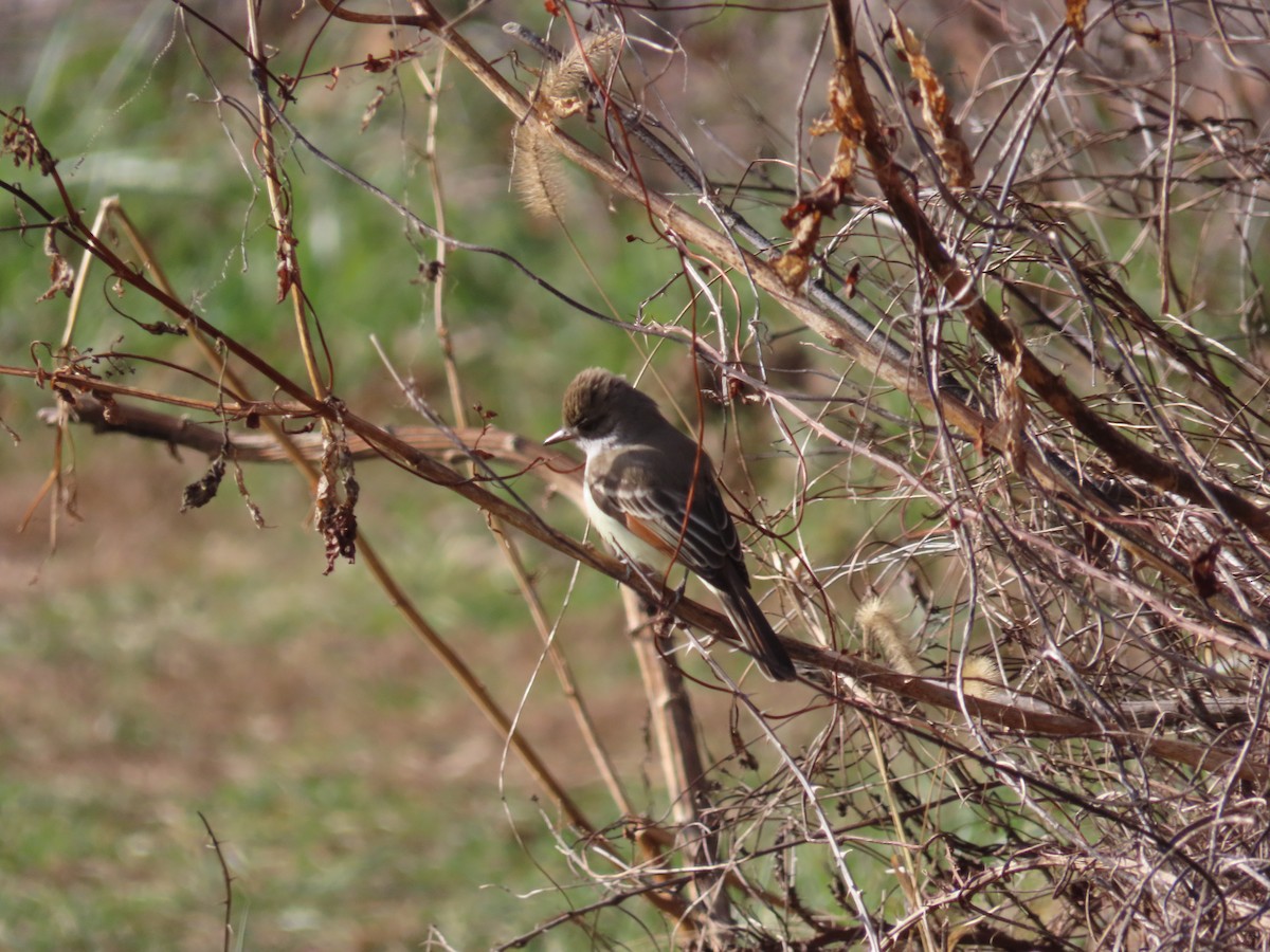 Ash-throated Flycatcher - ML646005374
