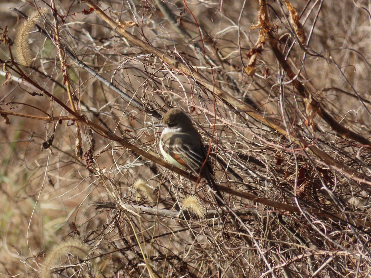 Ash-throated Flycatcher - ML646005375