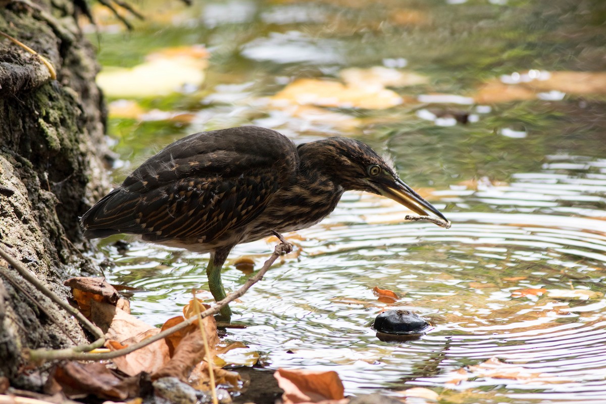 Little Heron - ML646005381