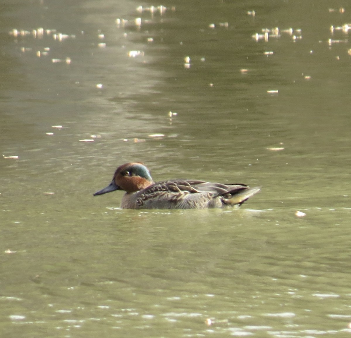 Green-winged Teal - ML646005382