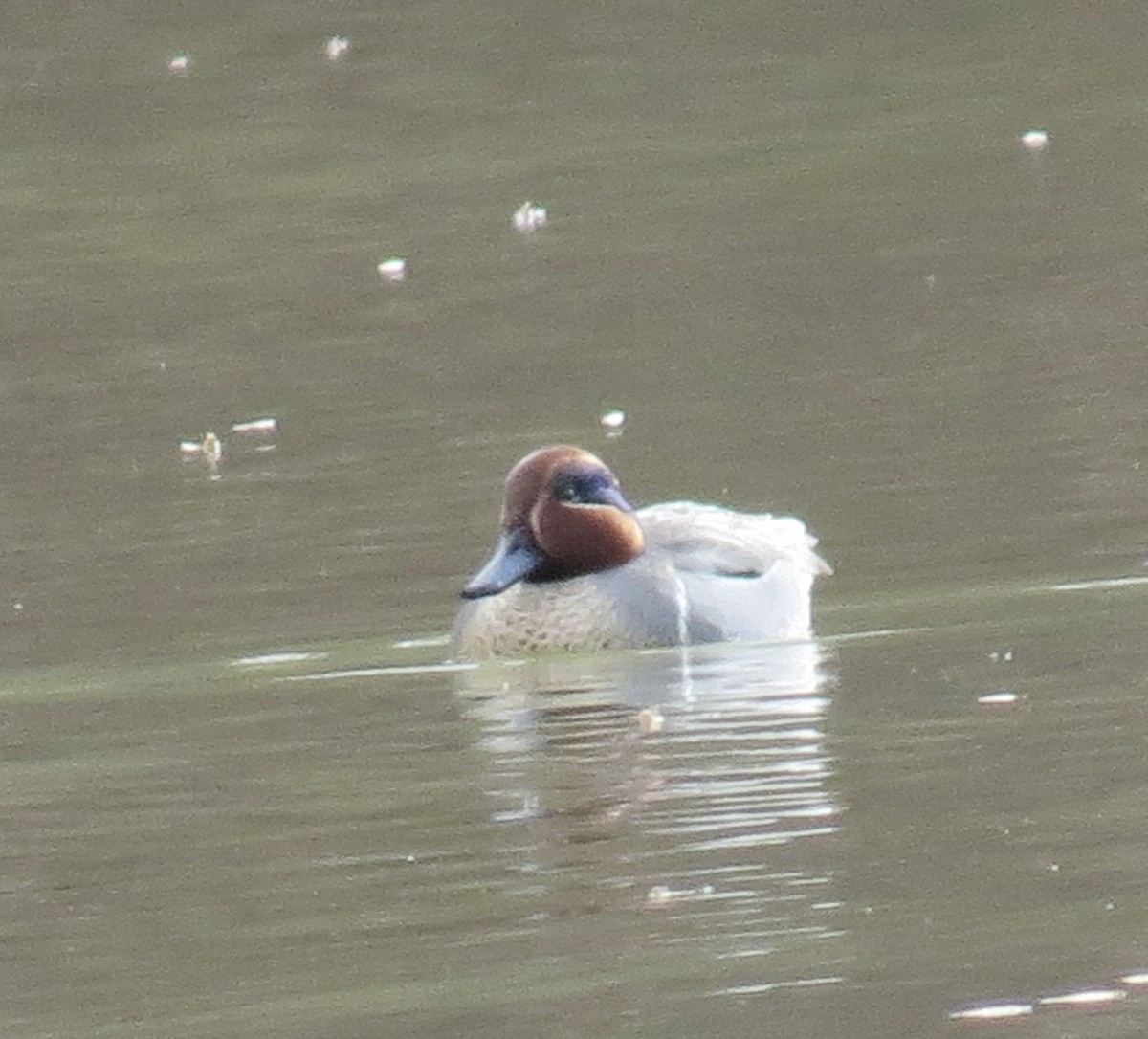 Green-winged Teal - ML646005383