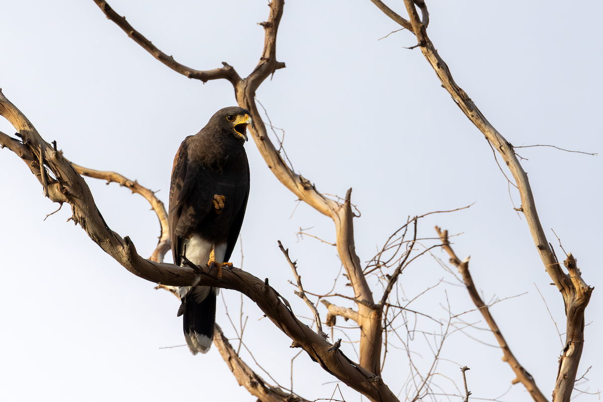 Канюк пустельний - ML646005385