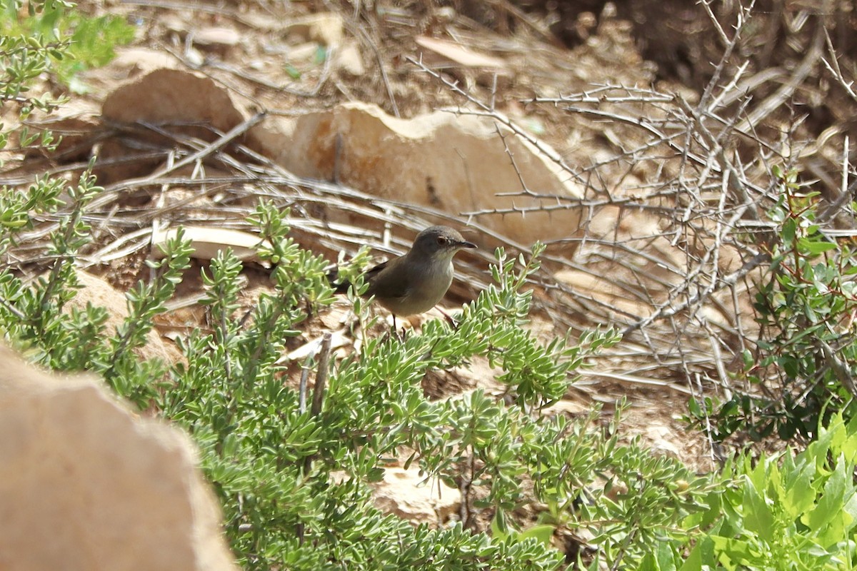 Кропив'янка середземноморська - ML646005386