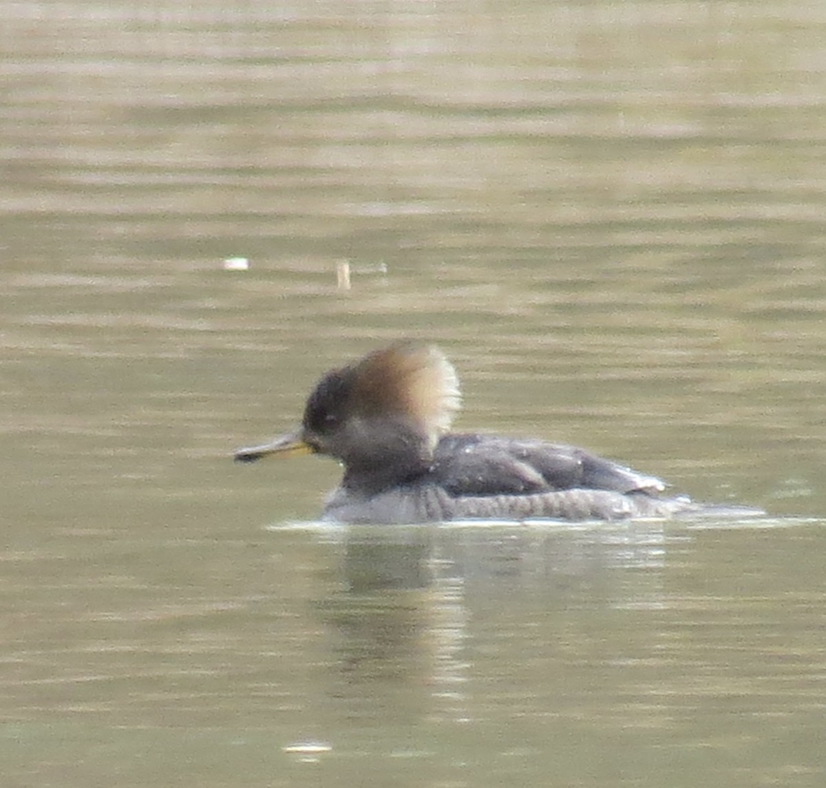 Крех жовтоокий - ML646005390