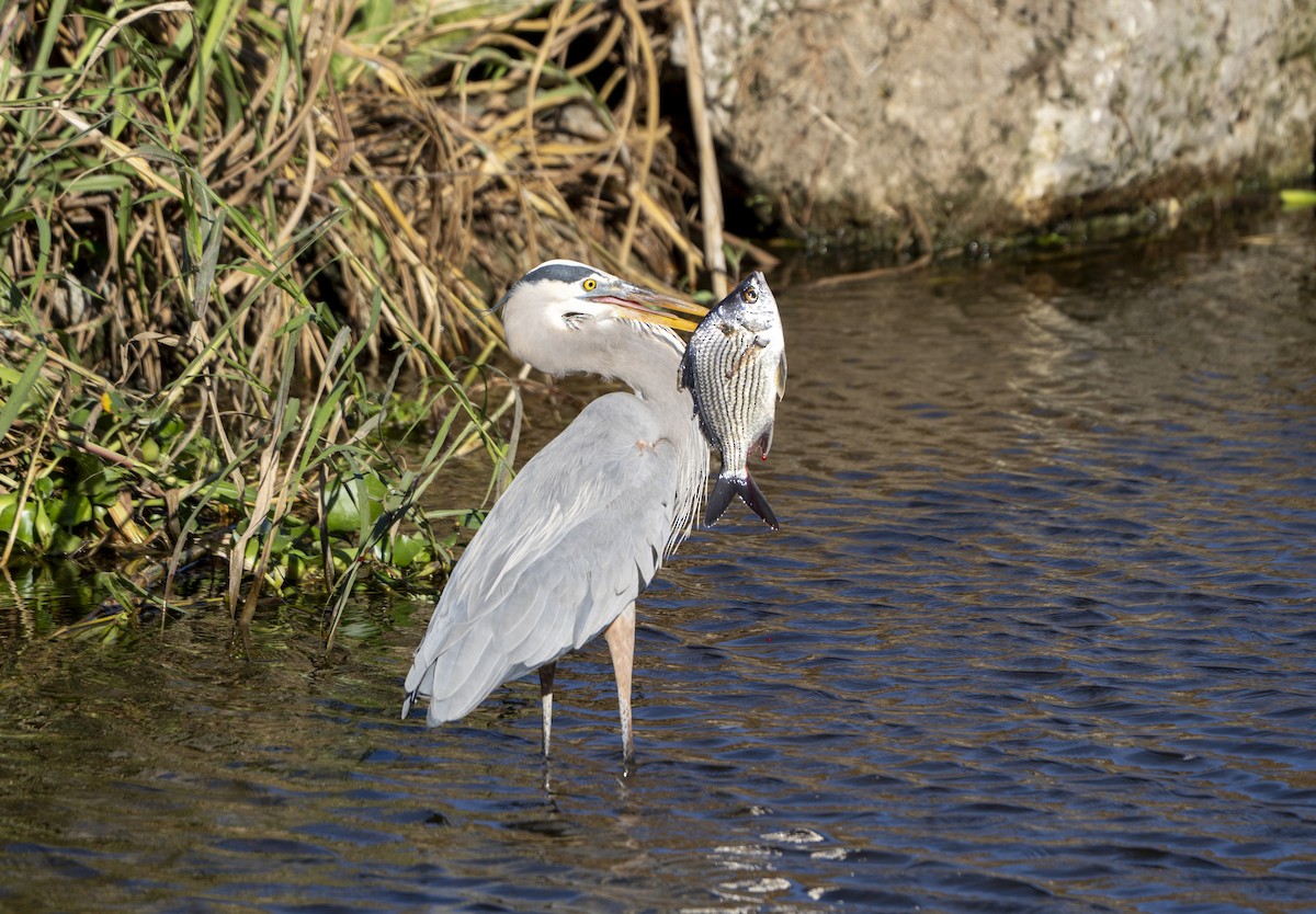 Чапля північна - ML646005391