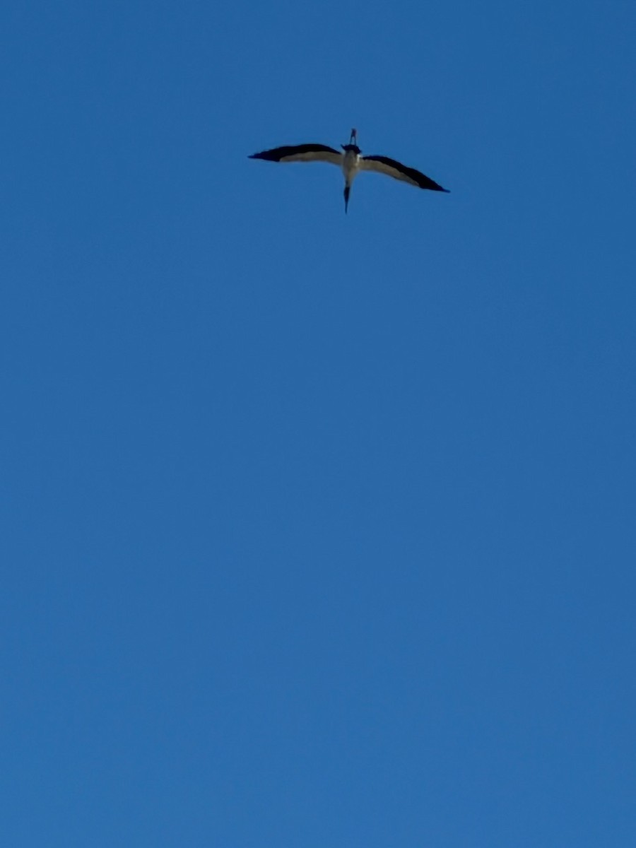 Міктерія - ML646005397