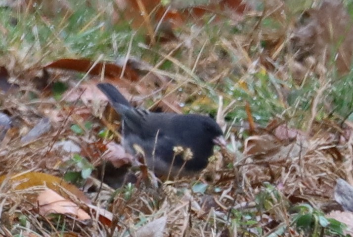 Юнко сірий - ML646005405