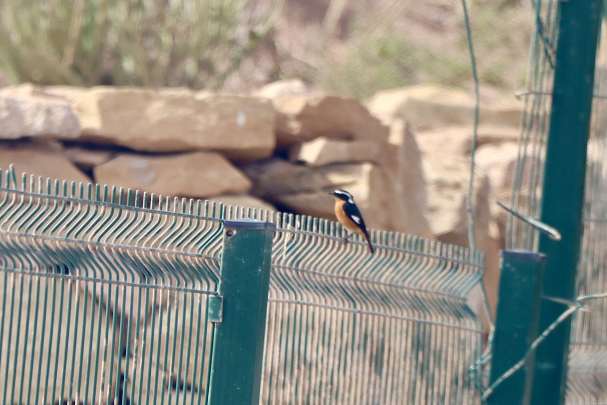 Горихвістка алжирська - ML646005407