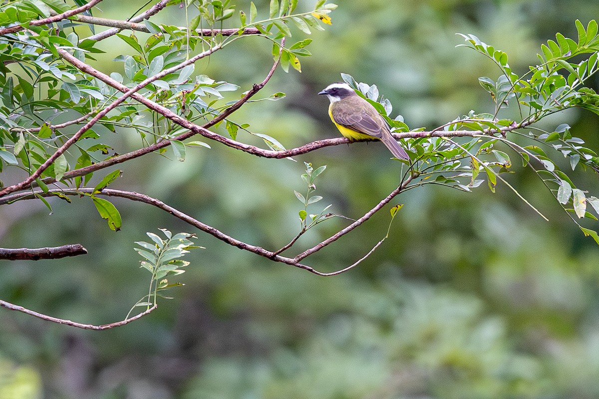 Бієнтевіо рудокрилий - ML646005411