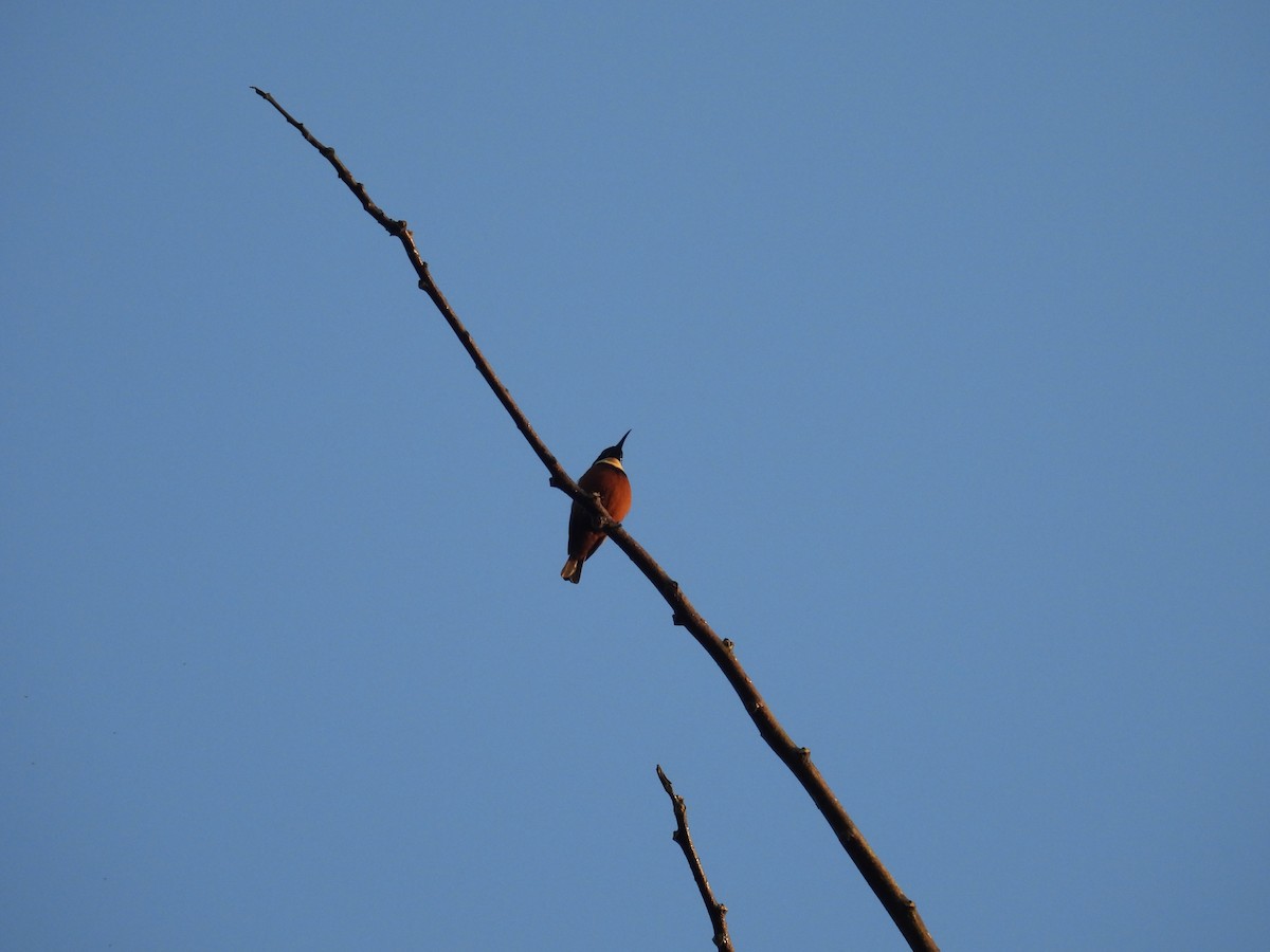 Нектарець каштановий - ML646005412