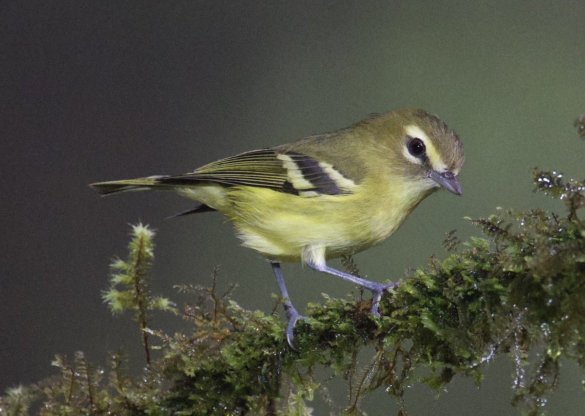 Віреон коста-риканський - ML646005413