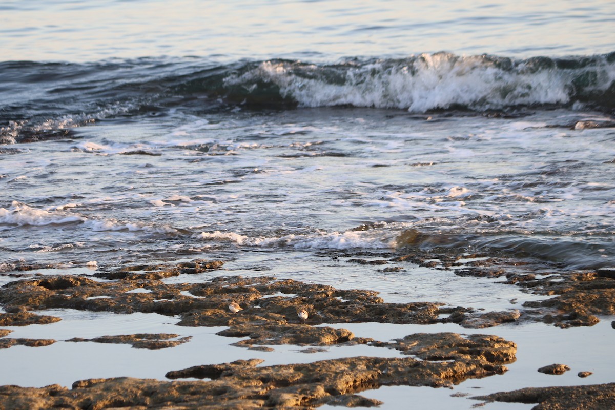 Пісочник морський - ML646005414