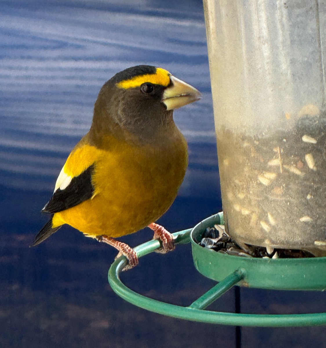 Кіпаль жовтобровий - ML646005415