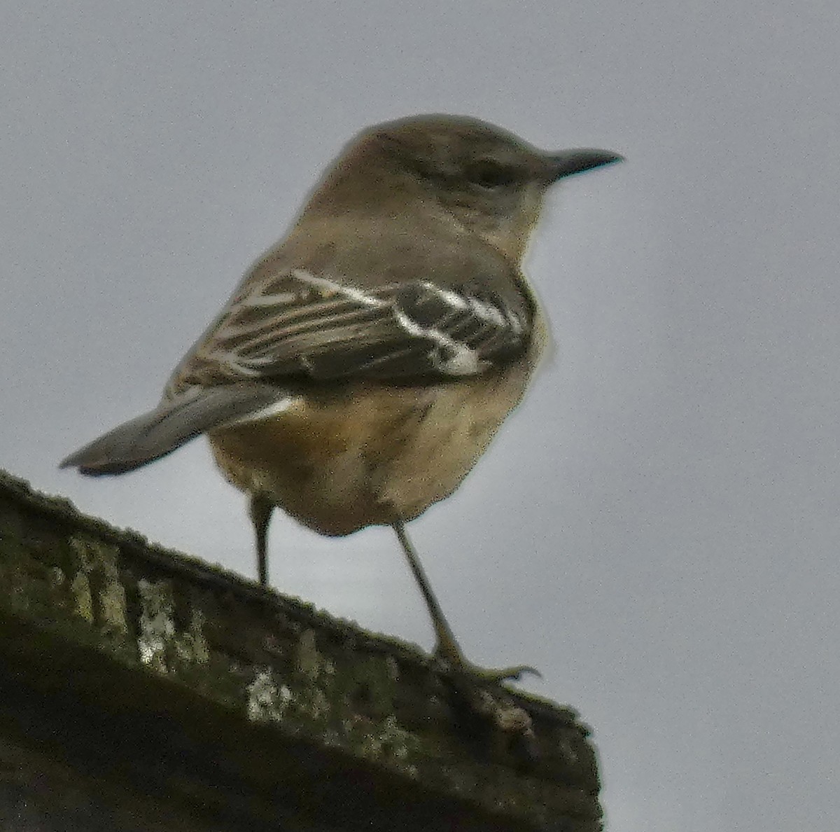 Пересмішник багатоголосий - ML646005416