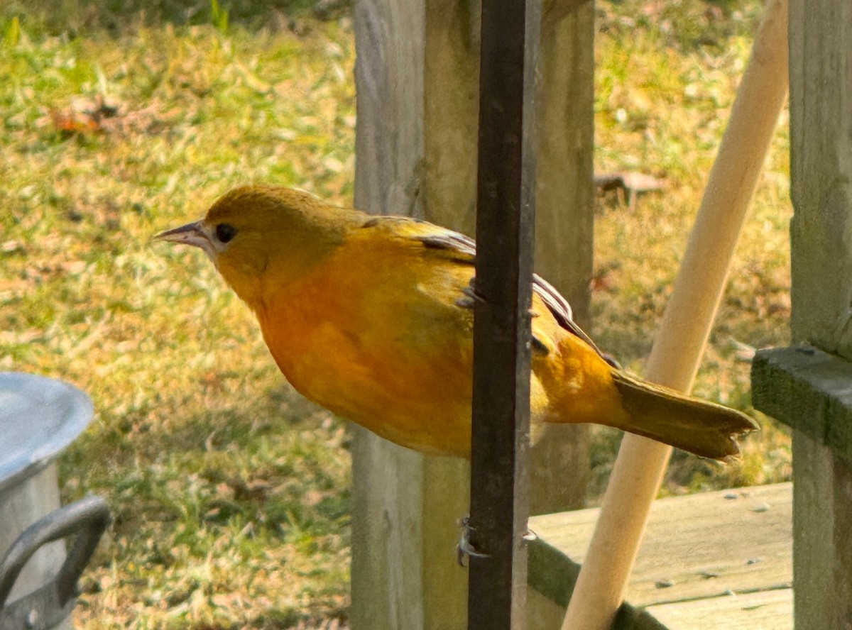Oriole de Baltimore - ML646005421