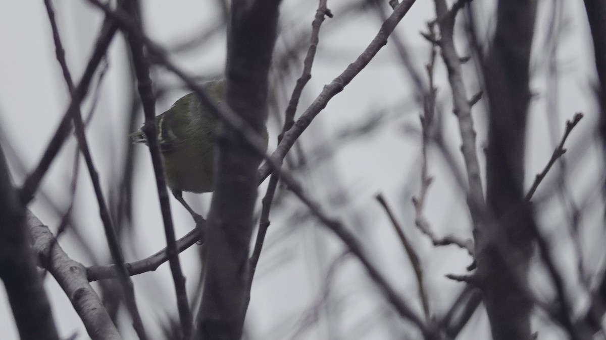 White-eyed Vireo - ML646005426