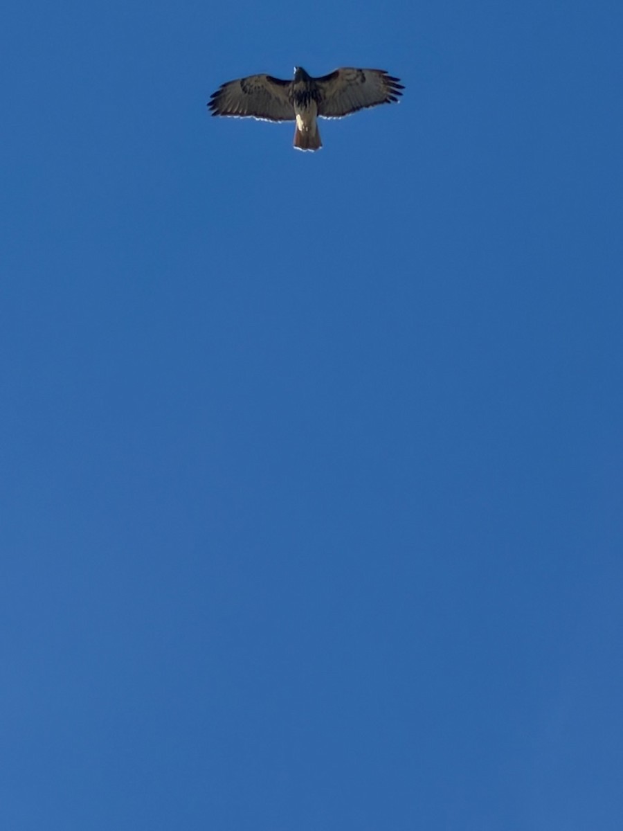 Red-tailed Hawk - ML646005433