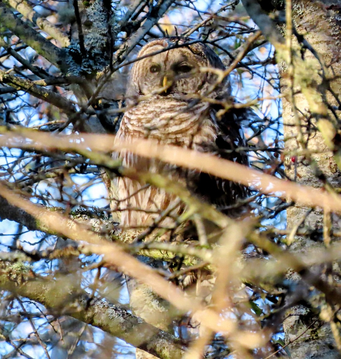 Barred Owl - ML646005435