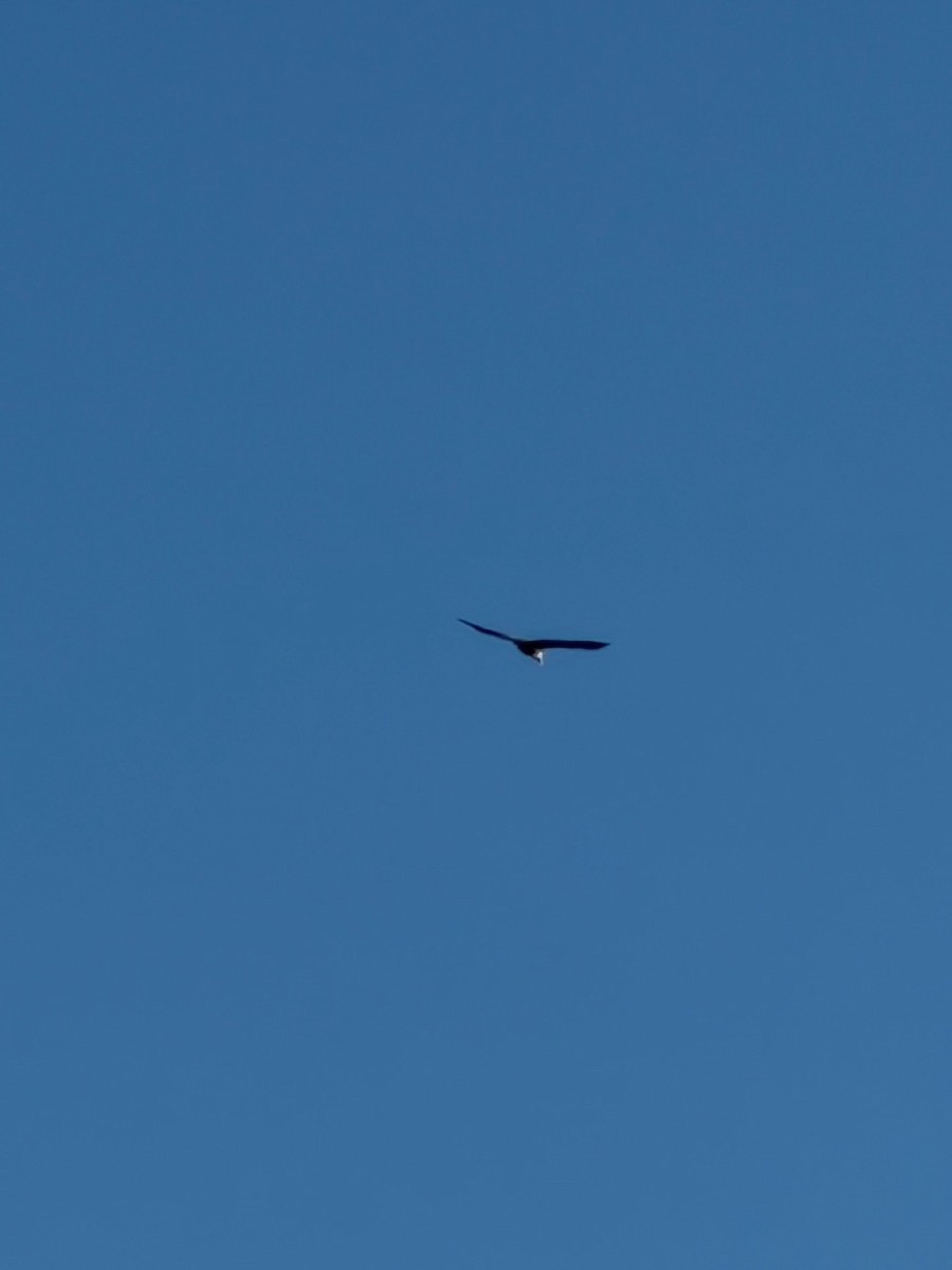 Bald Eagle - ML646005444