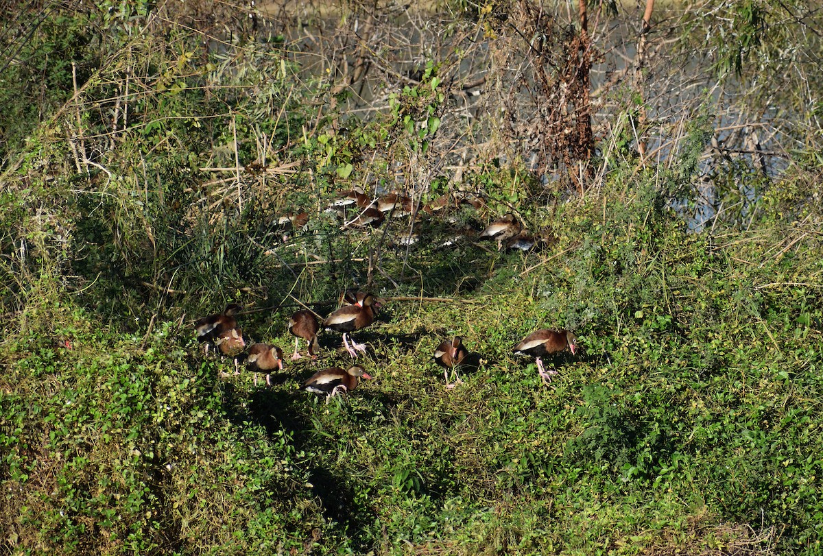 Black-bellied Whistling-Duck - ML646005451