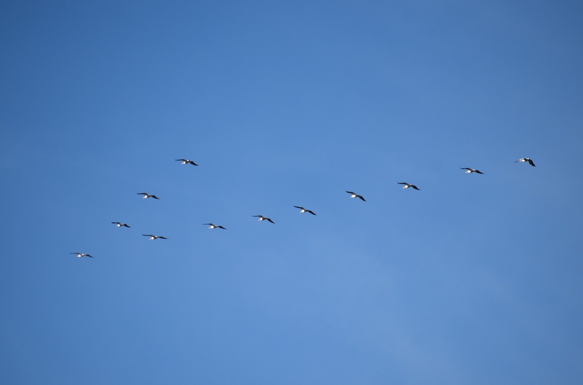 American White Pelican - ML646005464