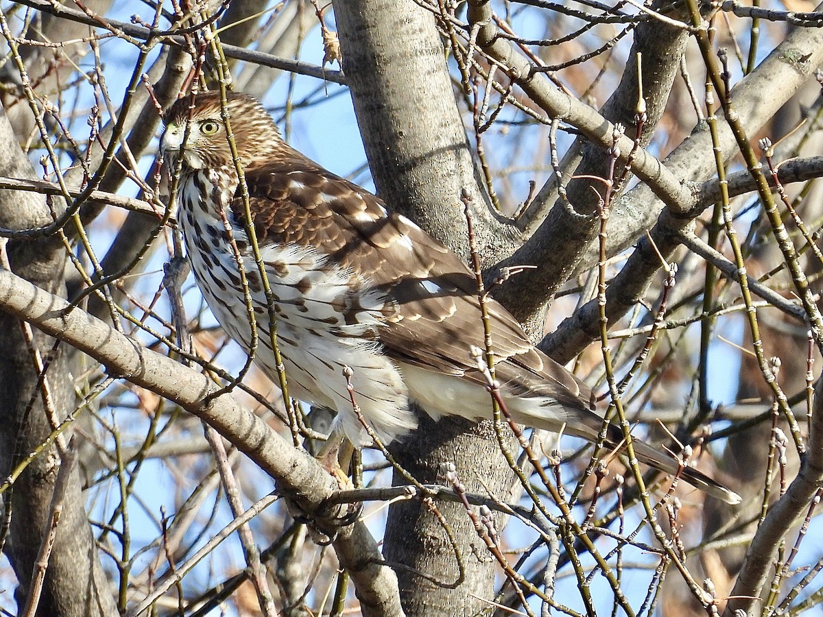 Яструб чорноголовий - ML646005469