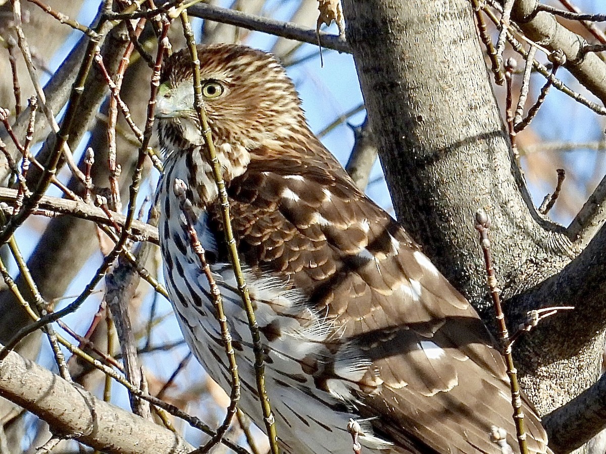 Яструб чорноголовий - ML646005473