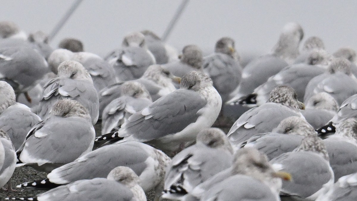 gull sp. - ML646005475