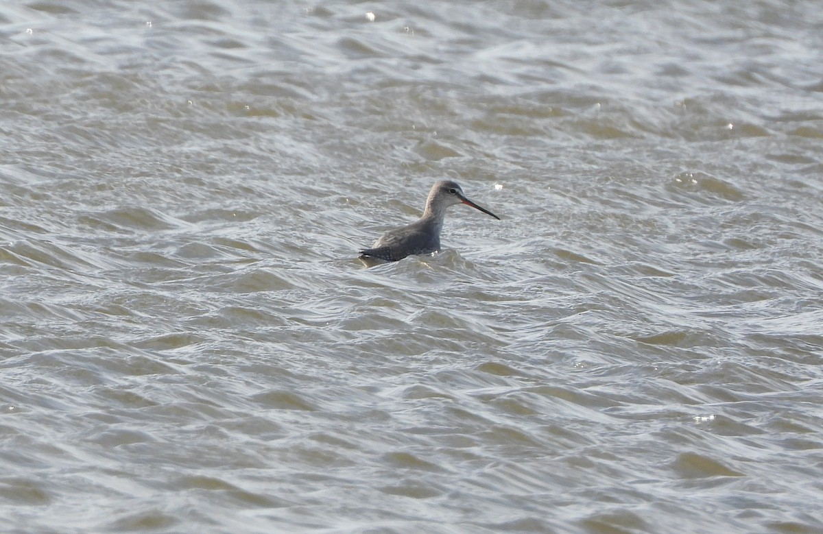 Spotted Redshank - ML646005476