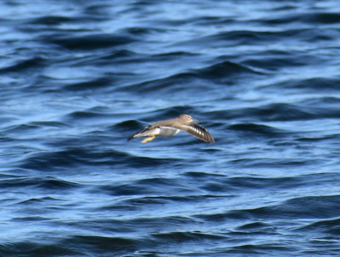 Spotted Sandpiper - ML646005477