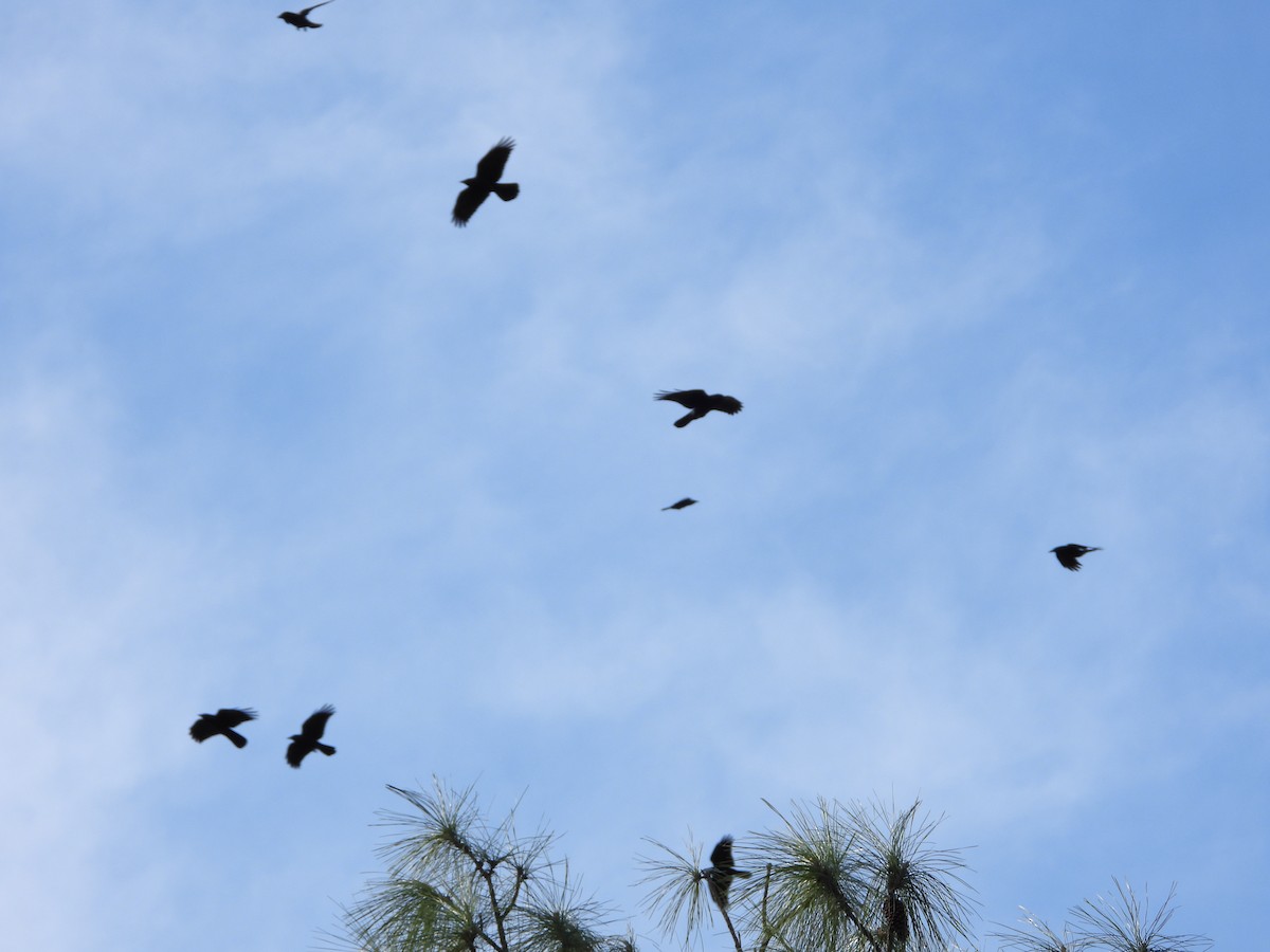 Fish Crow - ML646005481