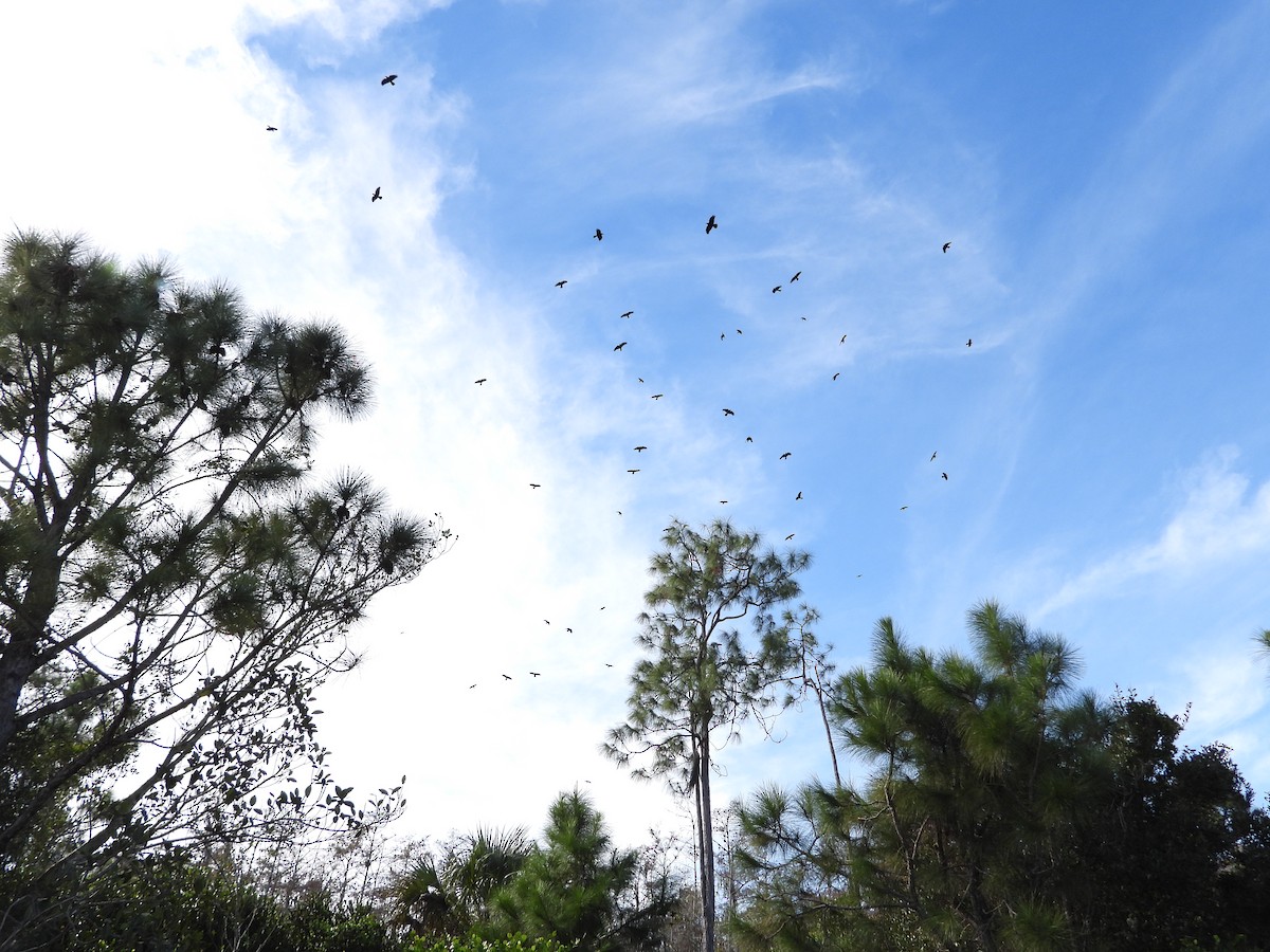 Fish Crow - ML646005482