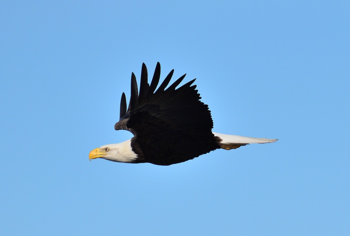 Bald Eagle - ML646005483